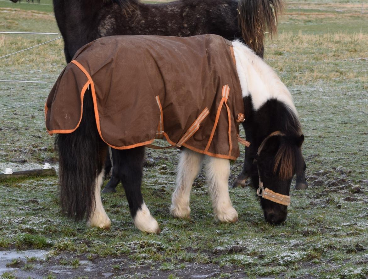 Anden særlig race Albert billede 8