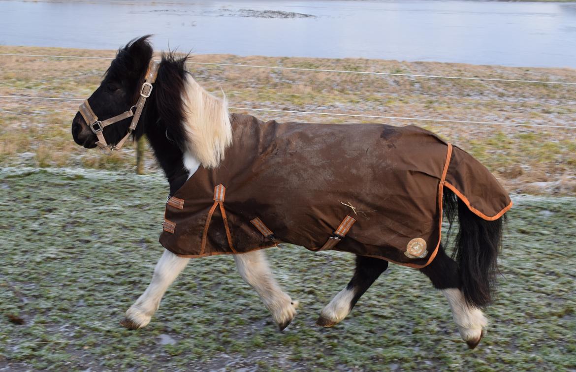 Anden særlig race Albert billede 7