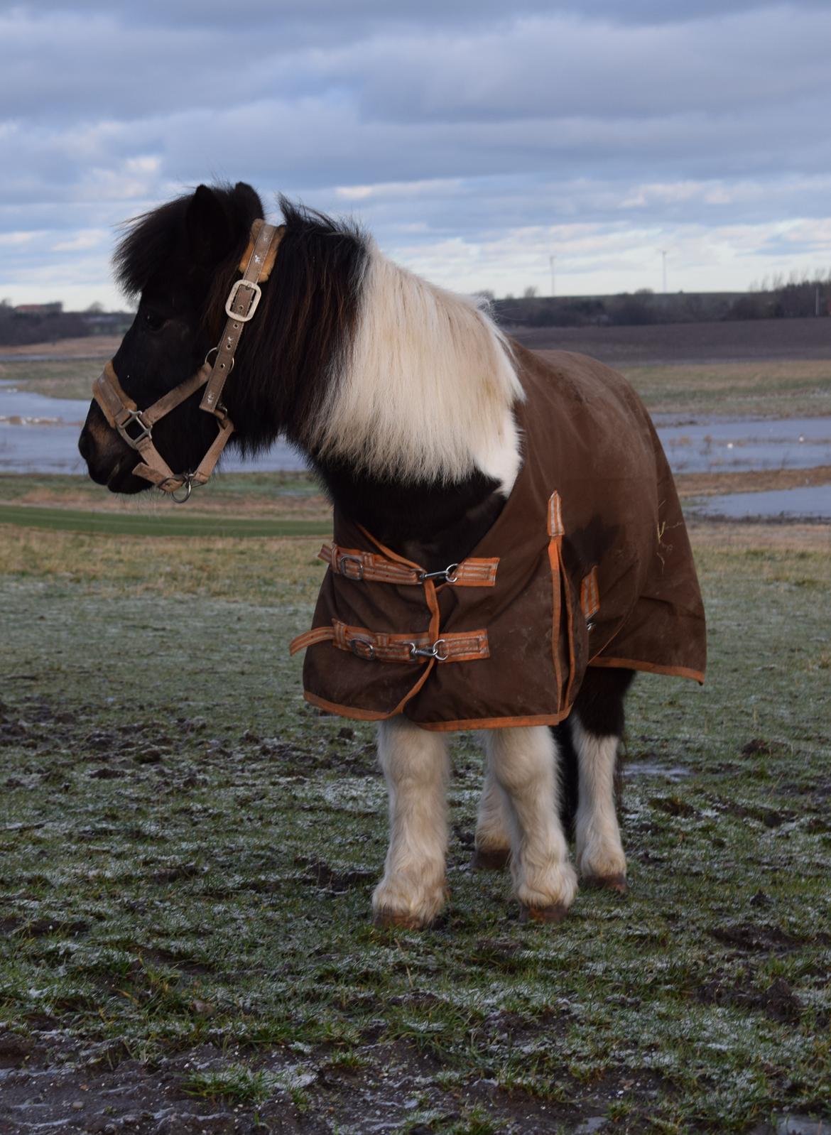 Anden særlig race Albert billede 10