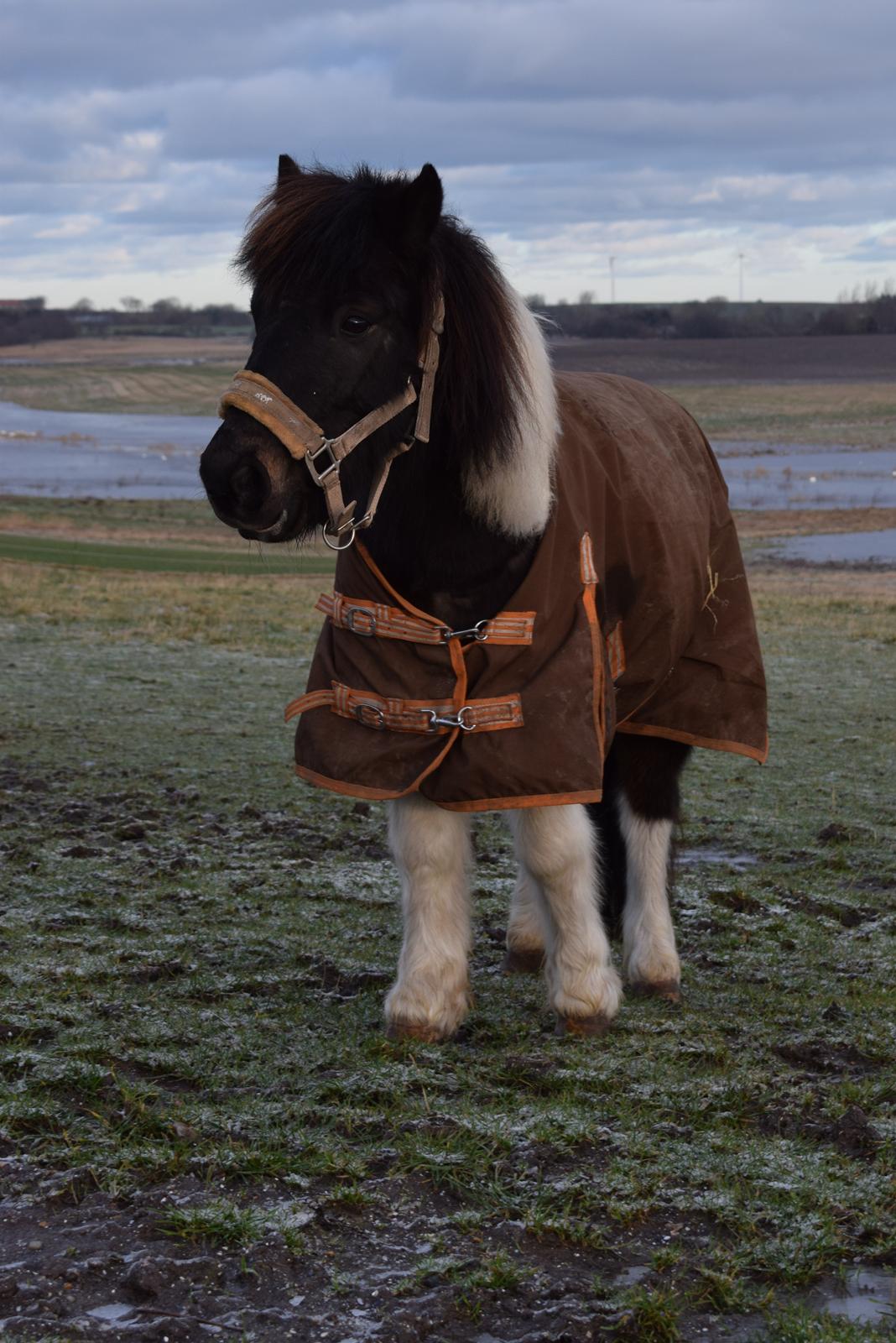 Anden særlig race Albert billede 9