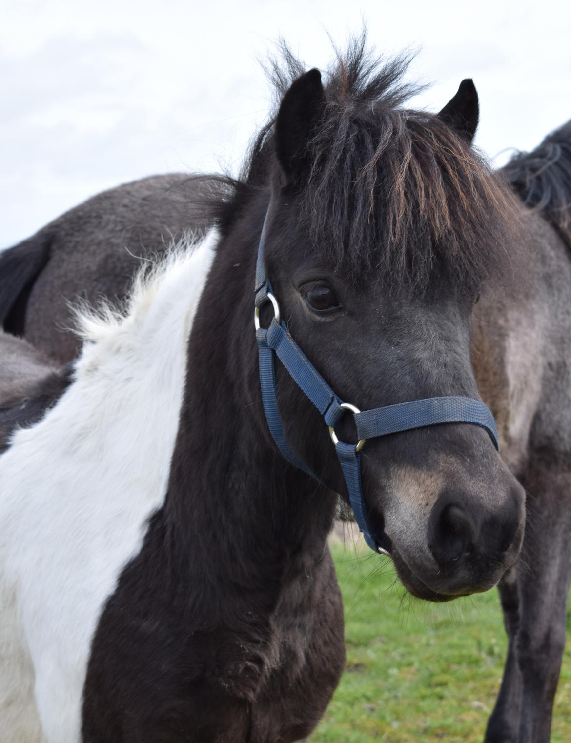 Anden særlig race Albert billede 4