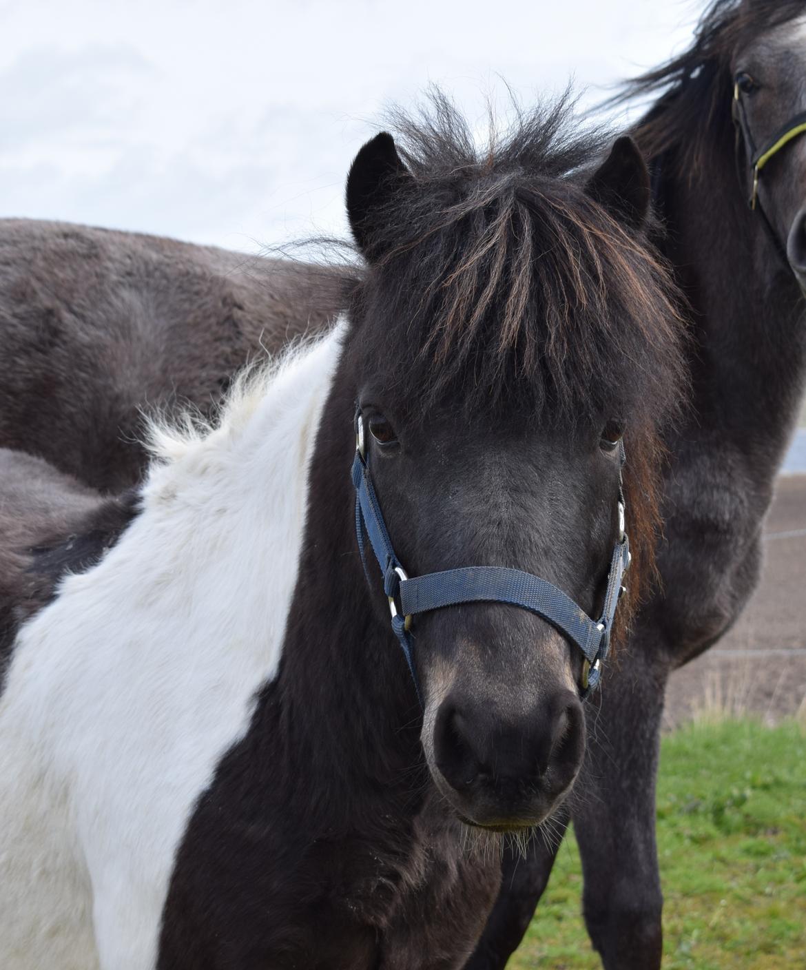 Anden særlig race Albert billede 3