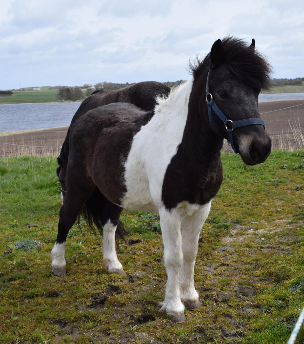 Anden særlig race Albert billede 5