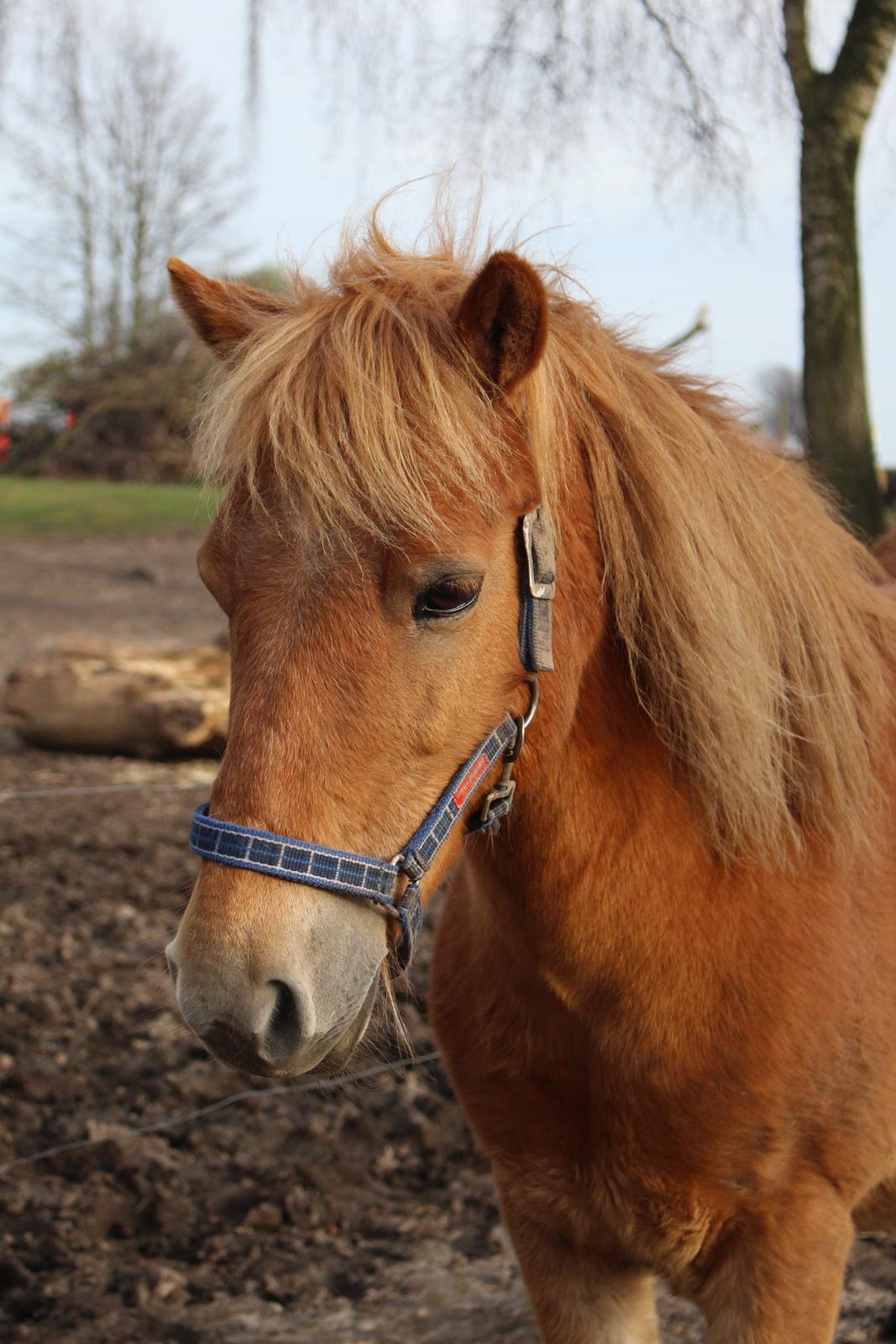 Gotlandsruss Prins (Fantom M) billede 1