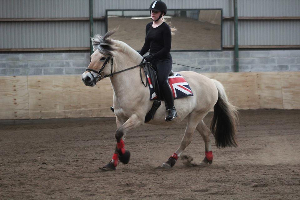 Fjordhest Sirocco billede 16