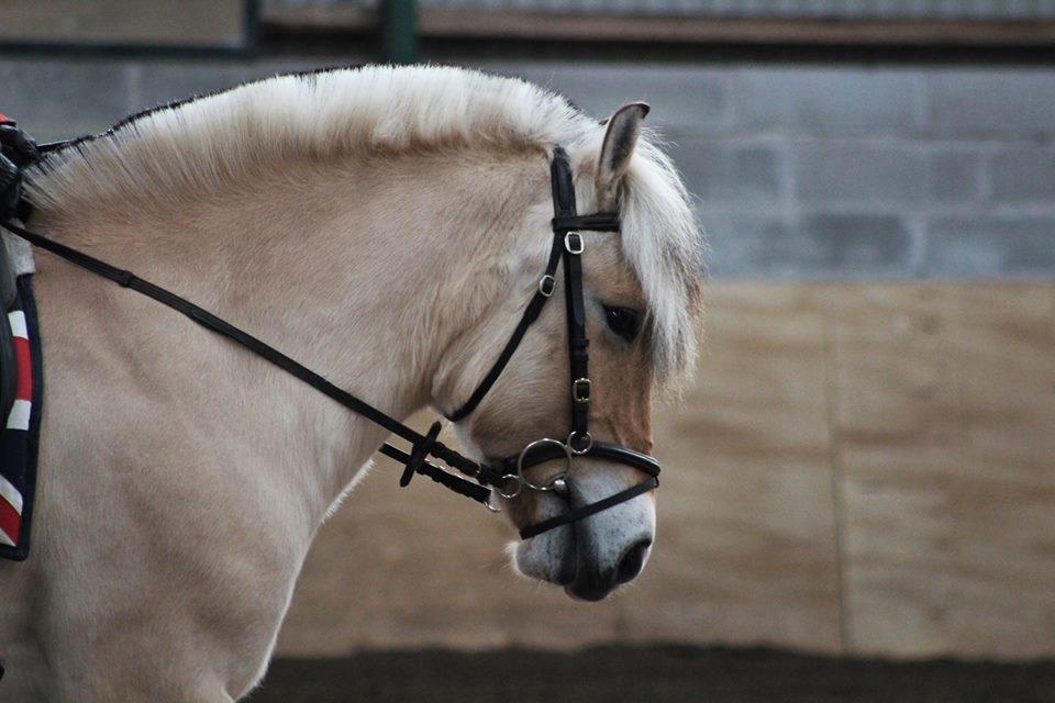 Fjordhest Sirocco - <3 <3 <3 billede 15