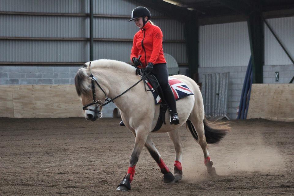 Fjordhest Sirocco billede 14