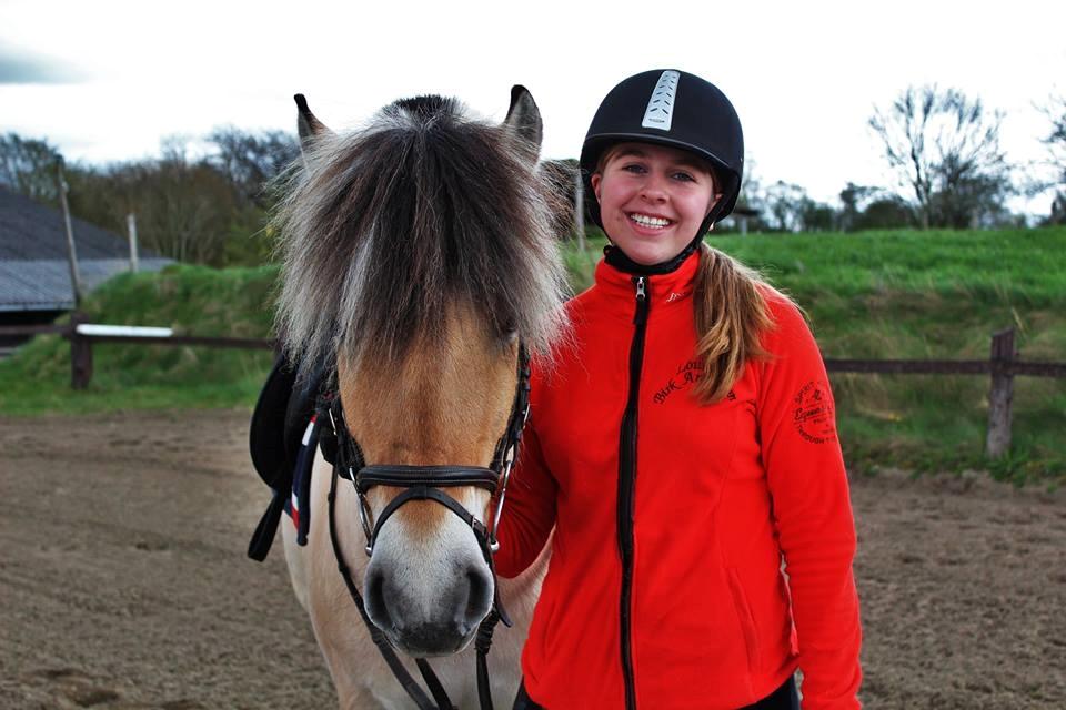 Fjordhest Sirocco billede 2