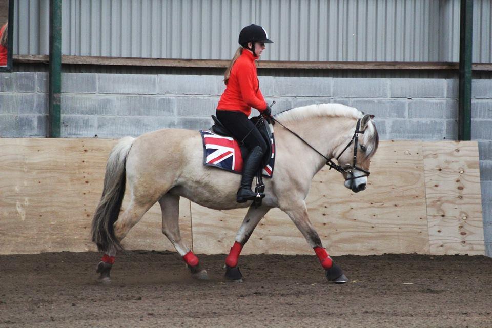 Fjordhest Sirocco billede 13