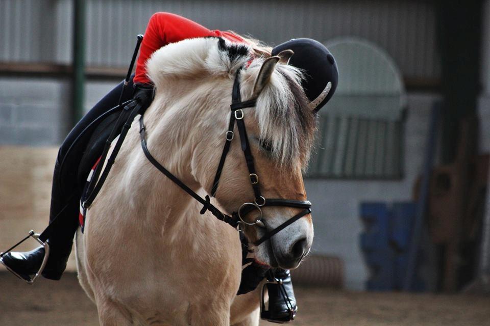 Fjordhest Sirocco - Photoshoot med Rokke :) billede 12