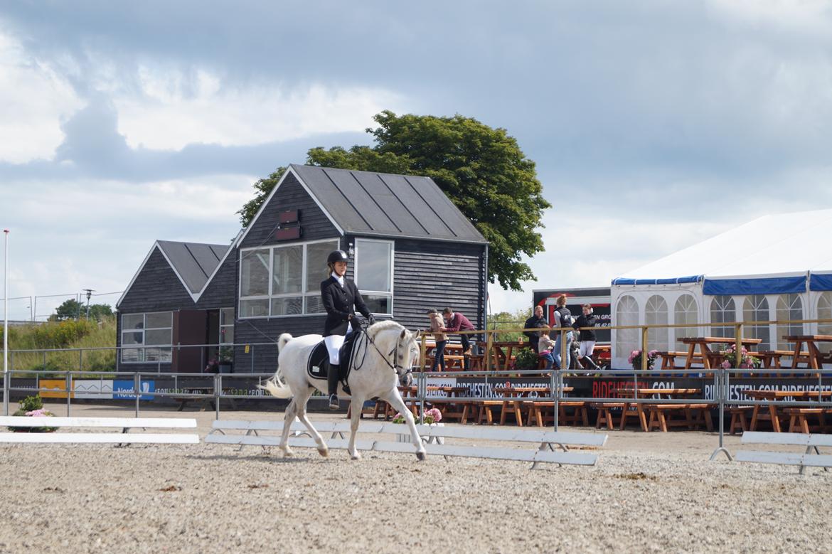 Arabisk fuldblod (OX) Shaklan Ibn Saskatoon billede 3