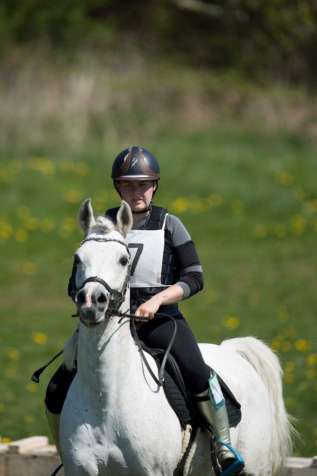 Arabisk fuldblod (OX) Shaklan Ibn Saskatoon billede 19