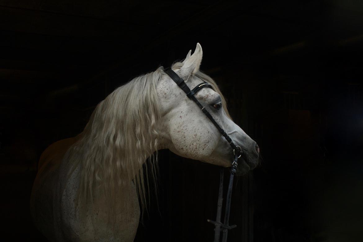 Arabisk fuldblod (OX) Shaklan Ibn Saskatoon billede 6