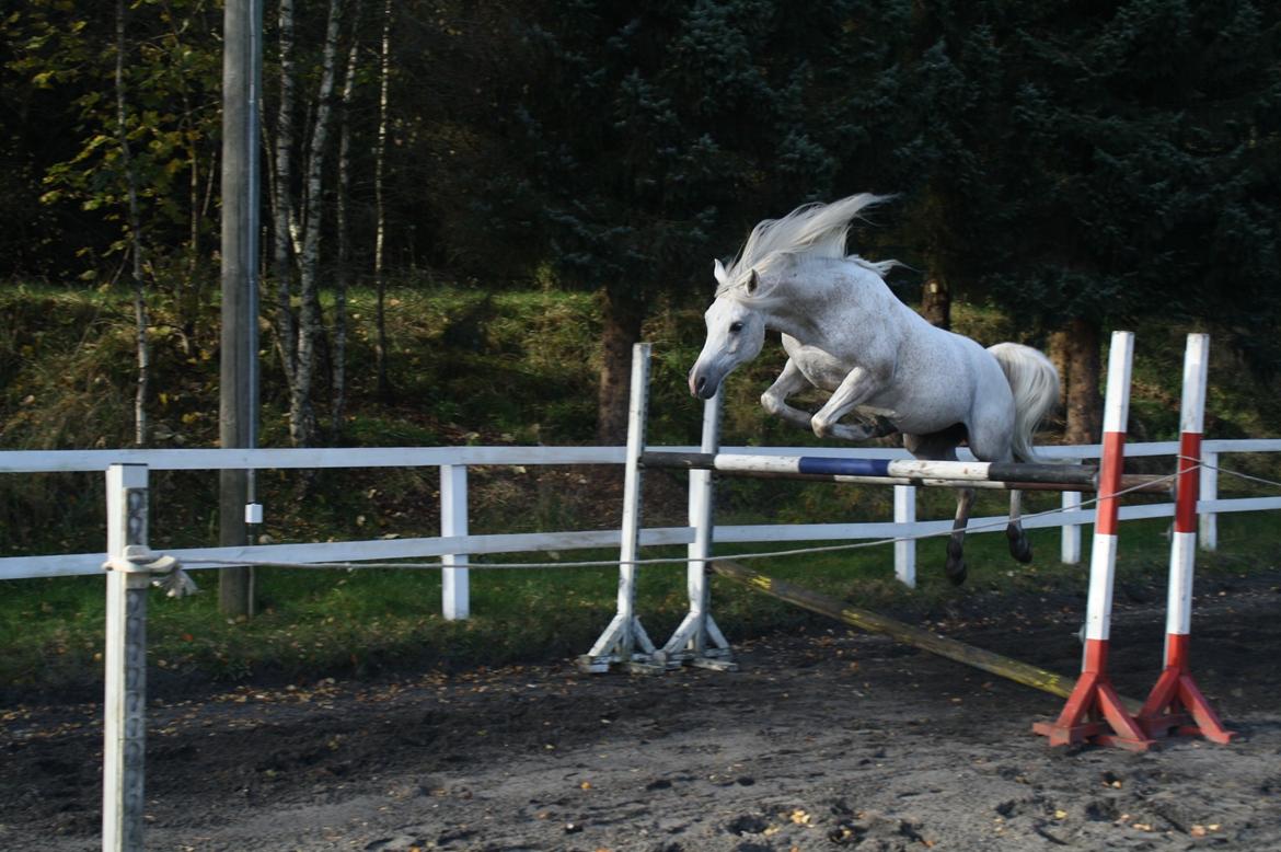 Arabisk fuldblod (OX) Shaklan Ibn Saskatoon billede 20