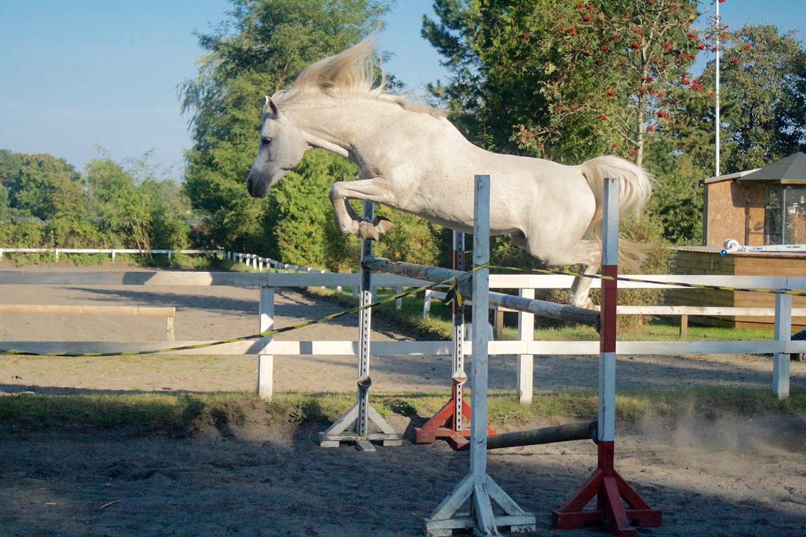 Arabisk fuldblod (OX) Shaklan Ibn Saskatoon - 155 cm billede 2