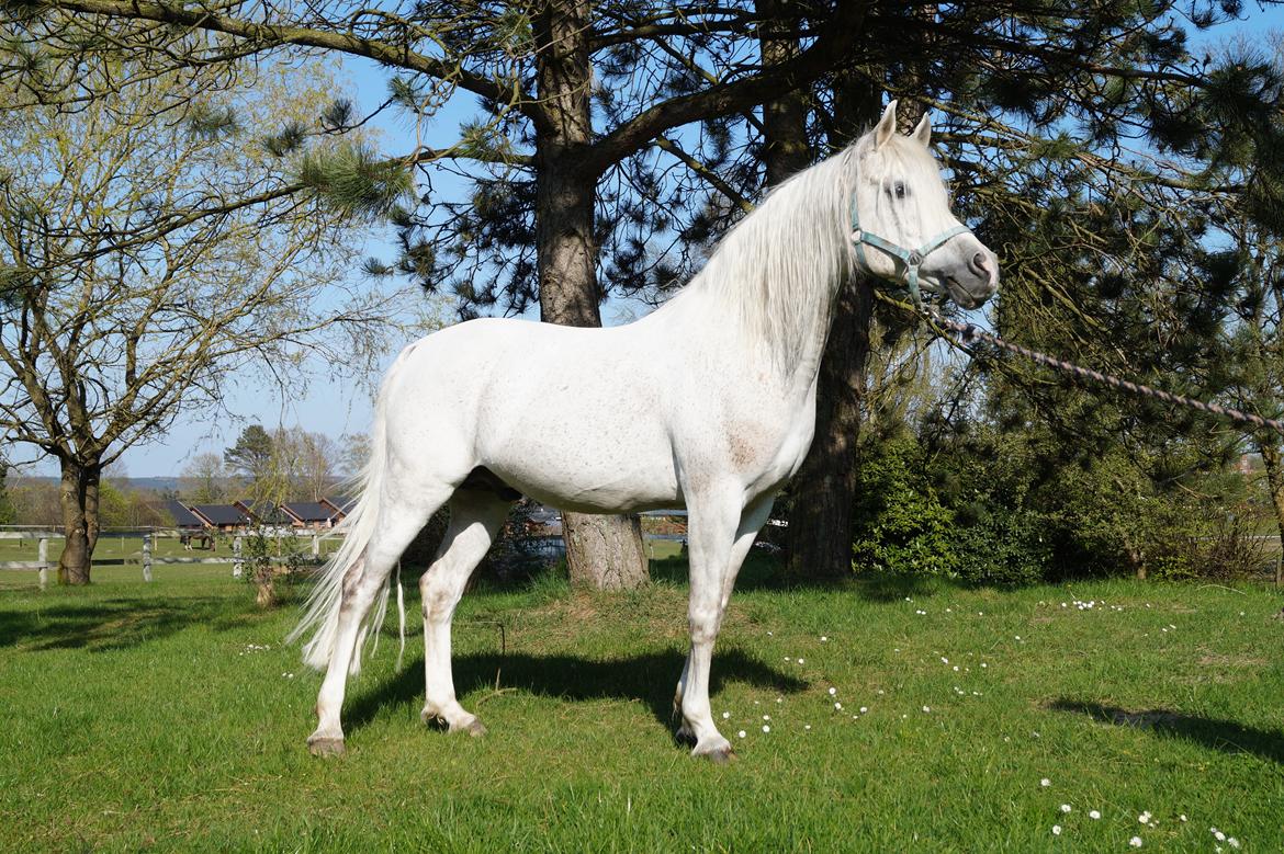 Arabisk fuldblod (OX) Shaklan Ibn Saskatoon billede 8