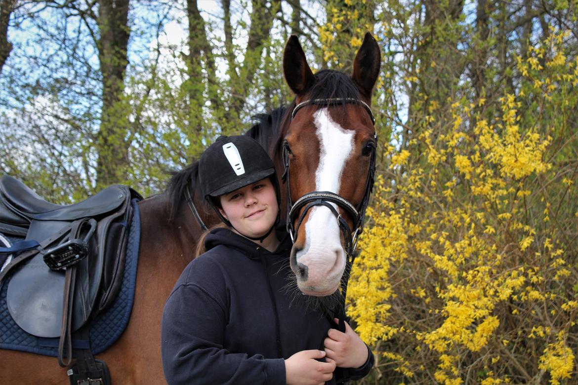 Dansk Varmblod Glavendruplunds compaja - Velkommen til Compajas profil - Forår 2017 <3 billede 1