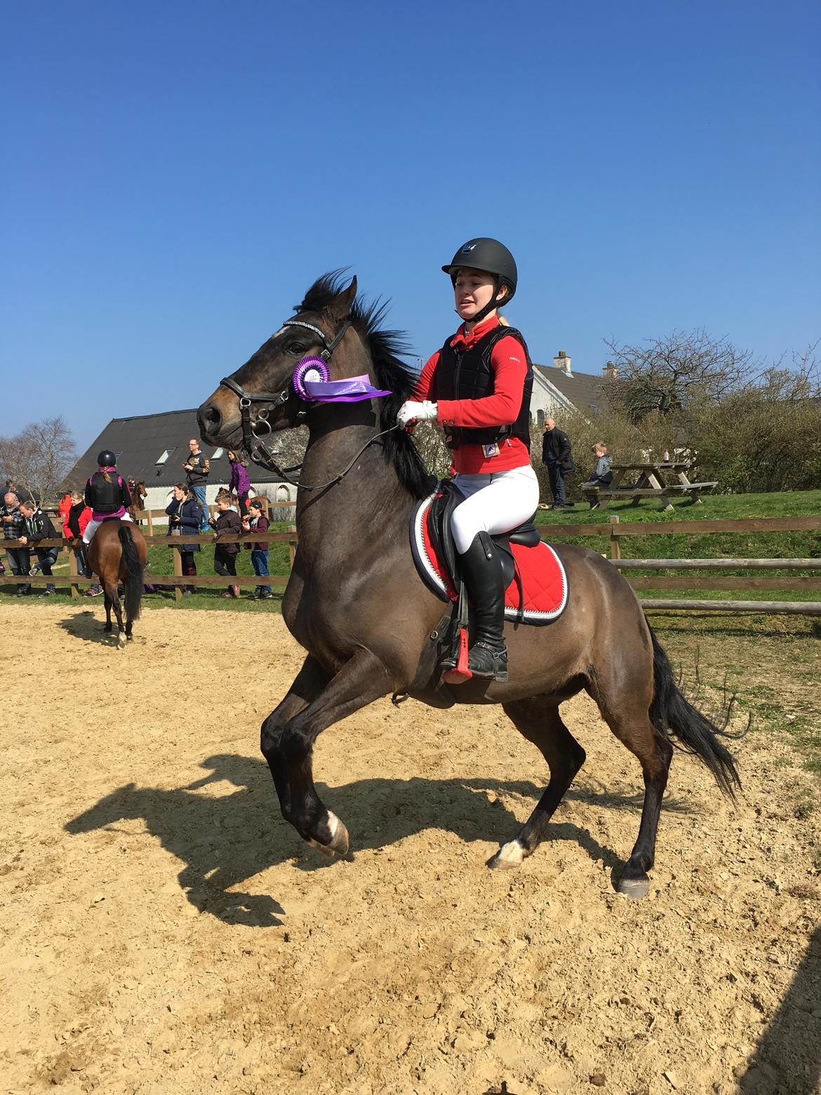 DSP Rotterdam's Dream Dancer billede 1