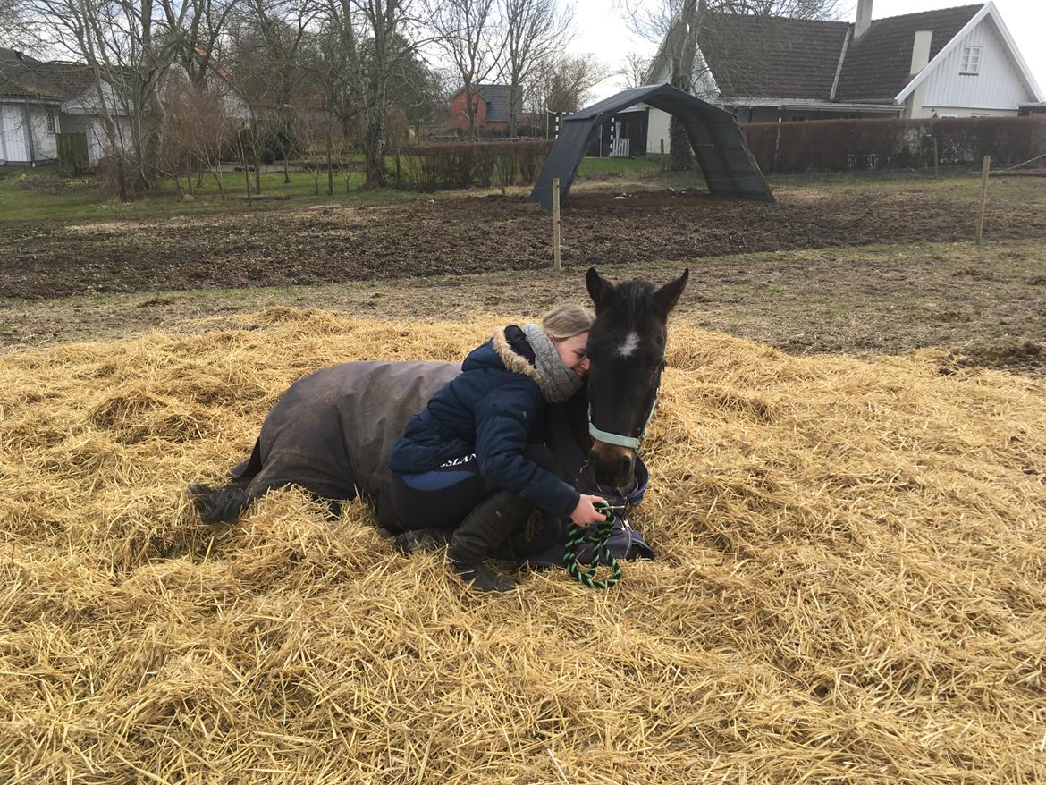 DSP Rotterdam's Dream Dancer billede 3