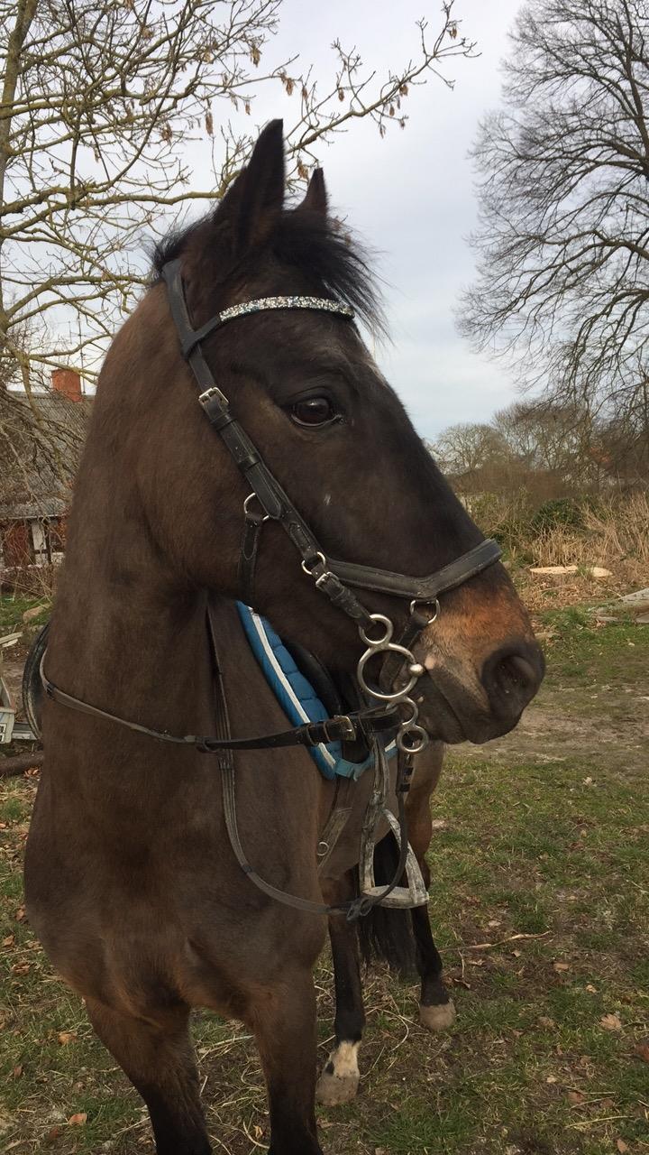 DSP Rotterdam's Dream Dancer billede 8