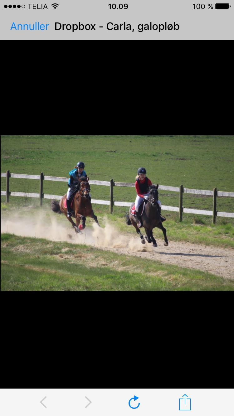 DSP Rotterdam's Dream Dancer billede 9