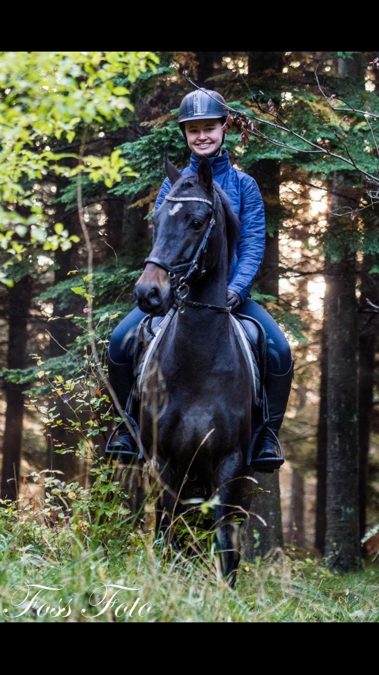 DSP Rotterdam's Dream Dancer billede 2