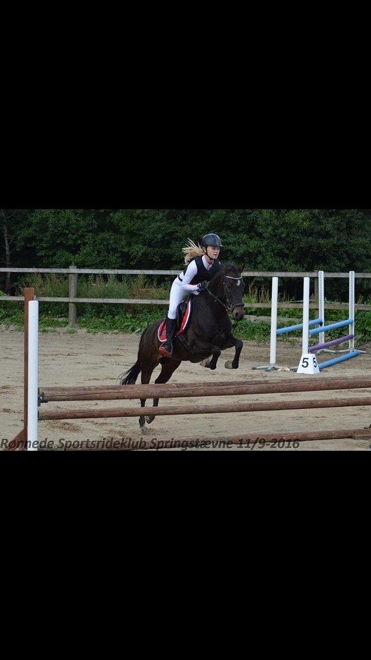 DSP Rotterdam's Dream Dancer billede 13