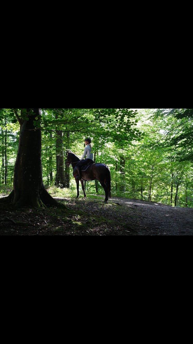 DSP Rotterdam's Dream Dancer billede 14