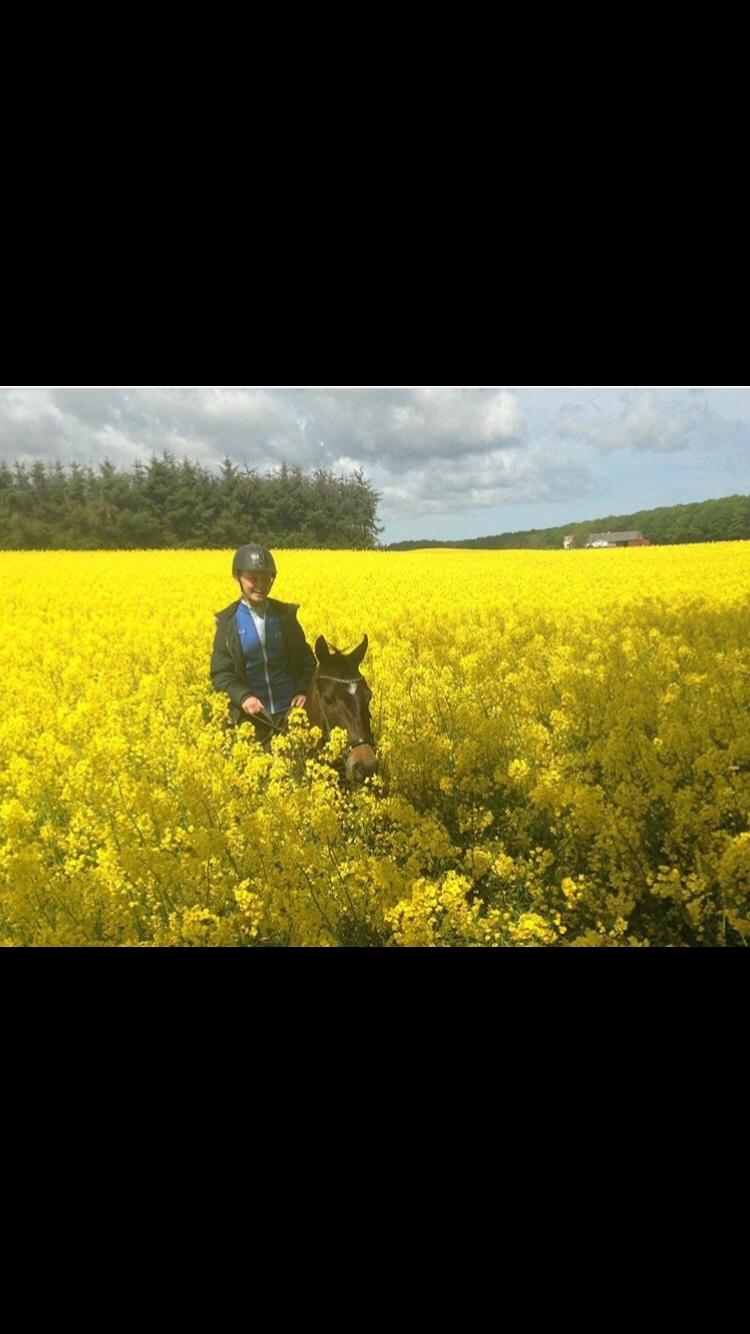 DSP Rotterdam's Dream Dancer billede 19