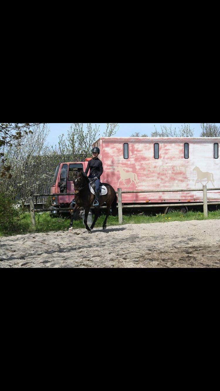 DSP Rotterdam's Dream Dancer billede 20