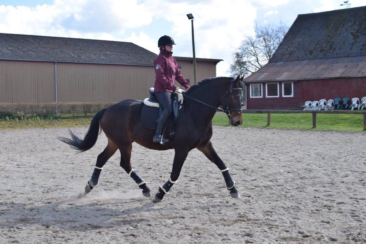 Hollandsk Varmblod Farao Utopia "Timon" billede 19