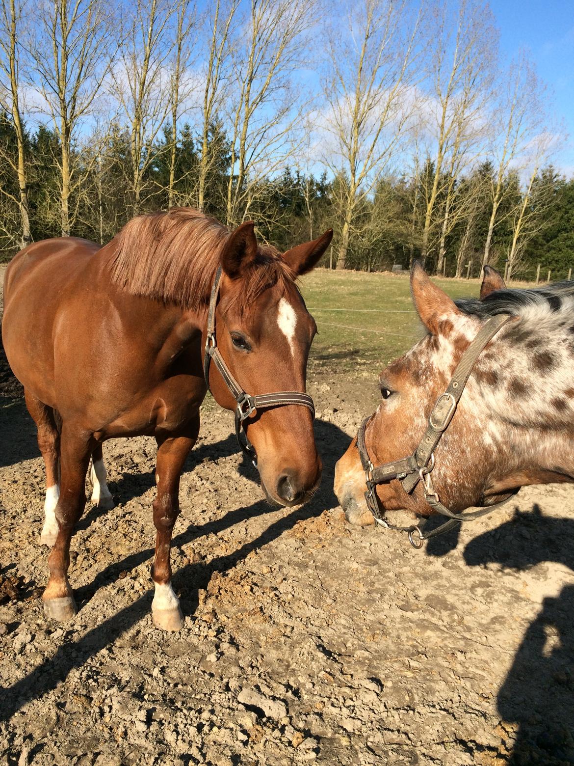 Dansk Varmblod Vortinggårds Aida *Hypse* 2001-2017 - Hypse og hendes bedste ven Columbine :D billede 1