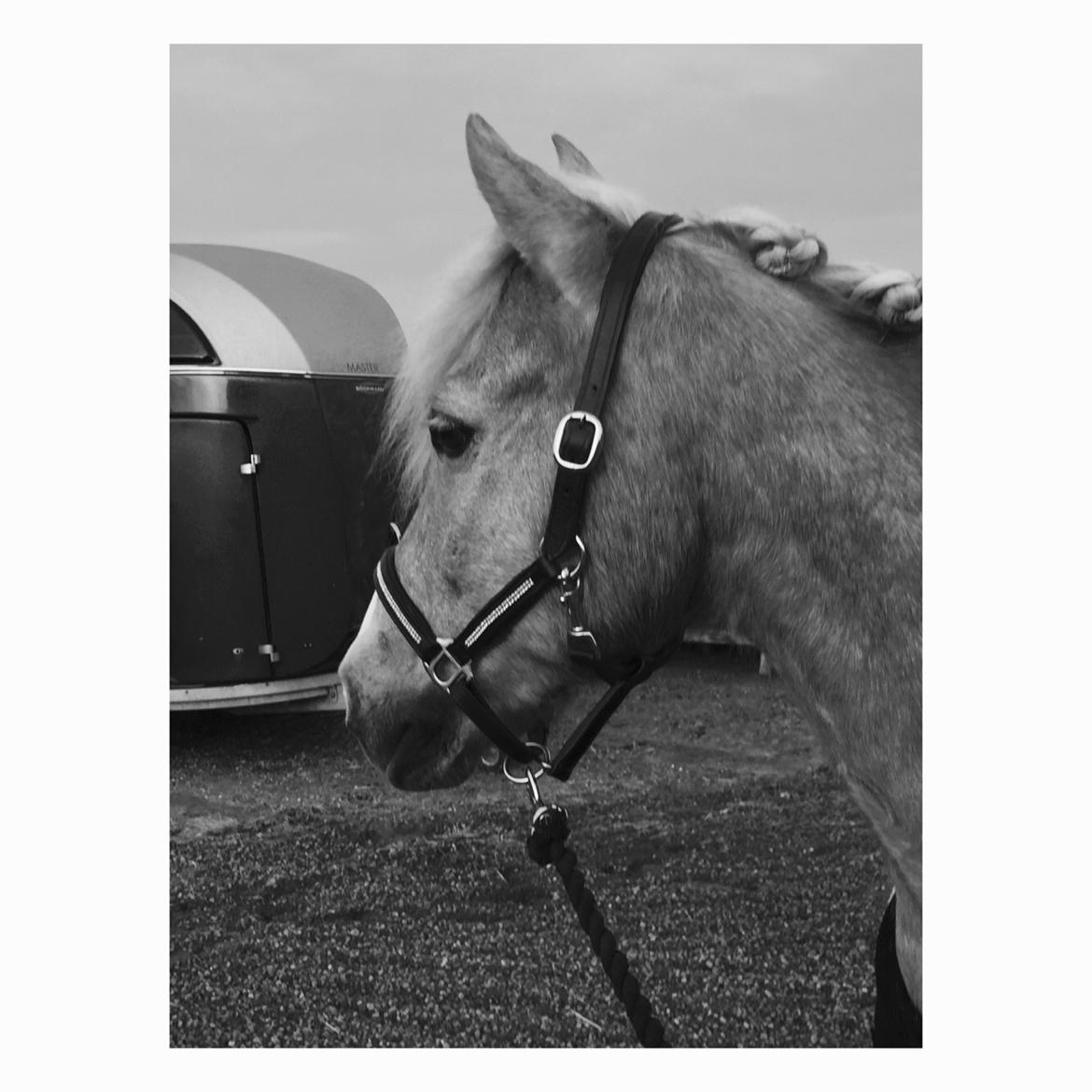 Anden særlig race Timon billede 5