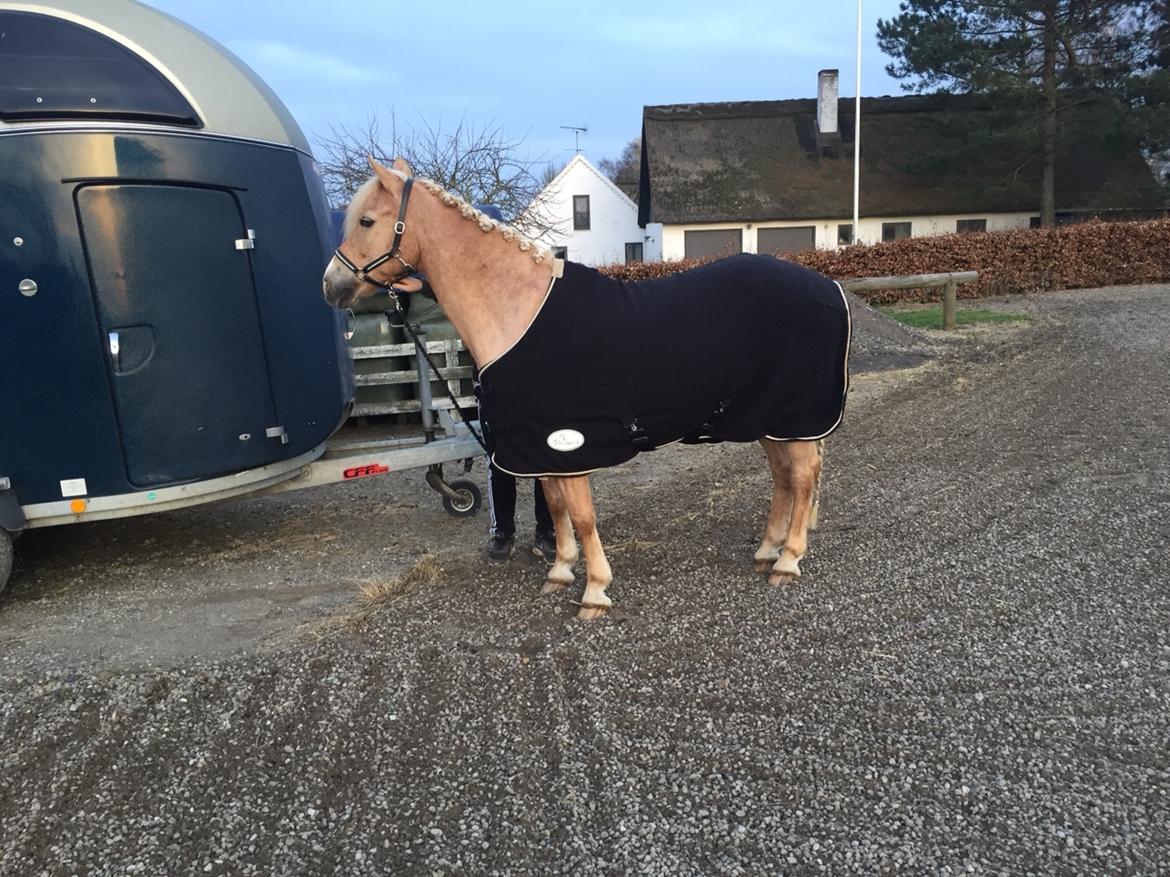 Anden særlig race Timon billede 11