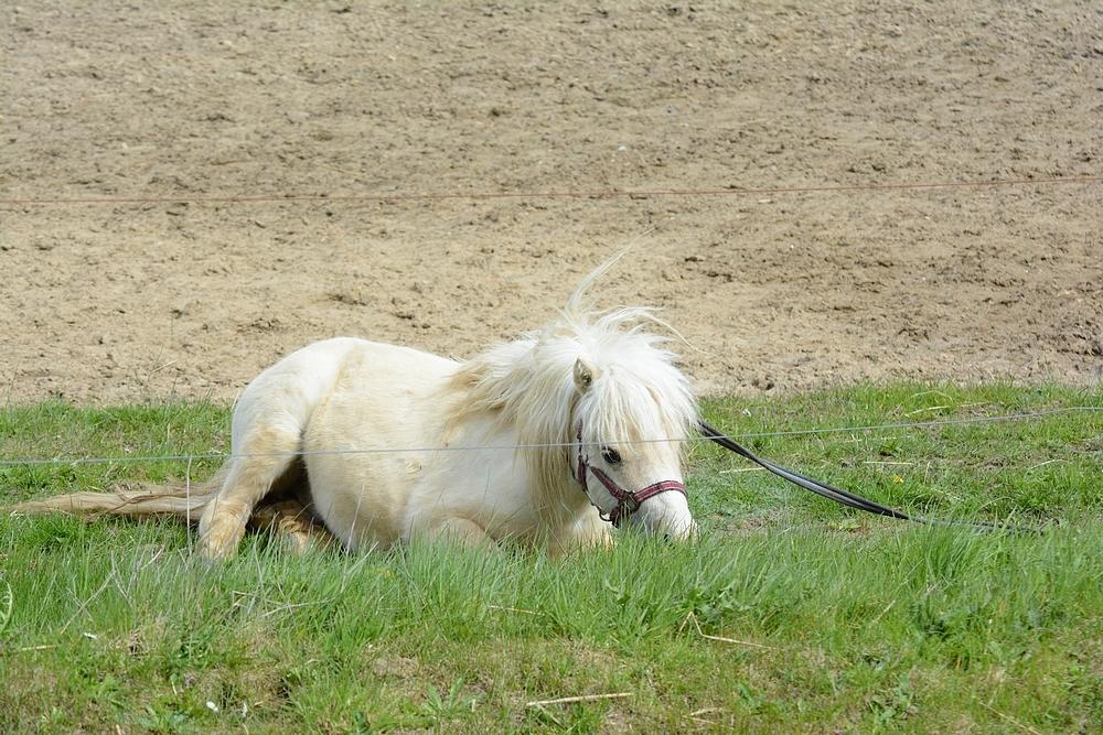 Dansk Miniature *SOLGT* Riddersholm's Valentin - d.28 April 2017. billede 17