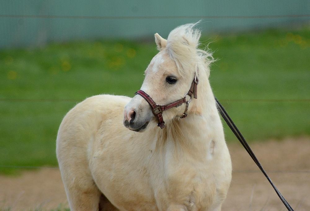 Dansk Miniature *SOLGT* Riddersholm's Valentin - d.28 April 2017. billede 32