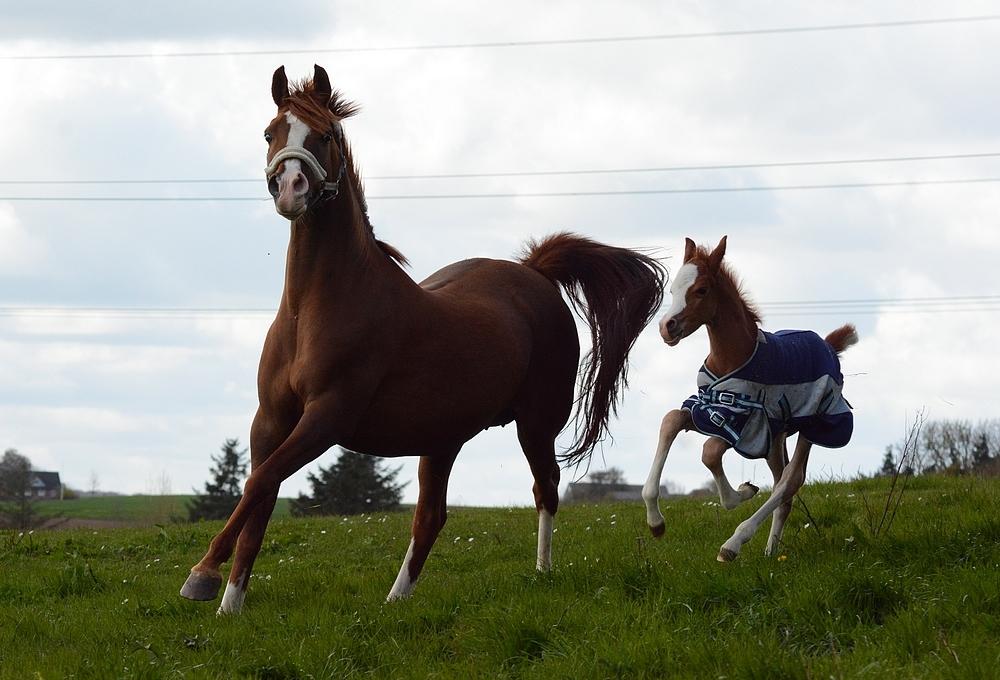 Arabisk fuldblod (OX) Itaya El Shaklan - d. 23 April 2017 - Lige fået Illuminus billede 10