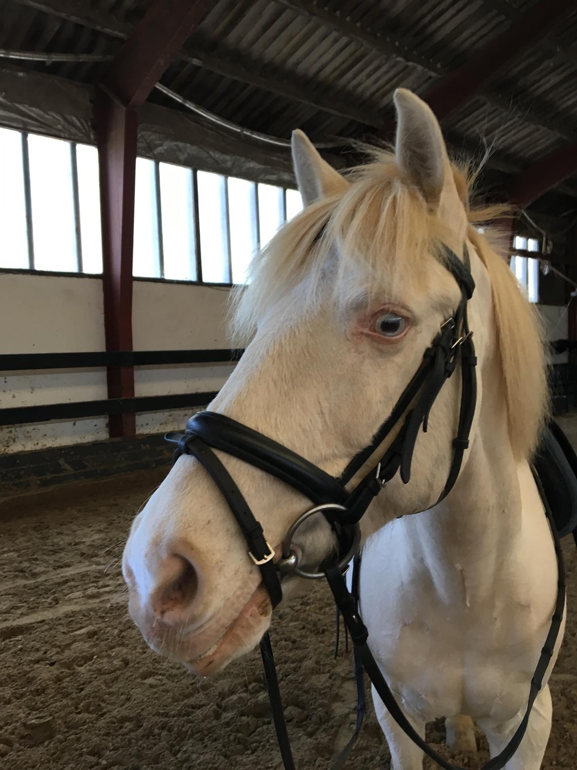 Irsk Sportspony WheellaGover Palmo men bliver kaldt Creamy  billede 4