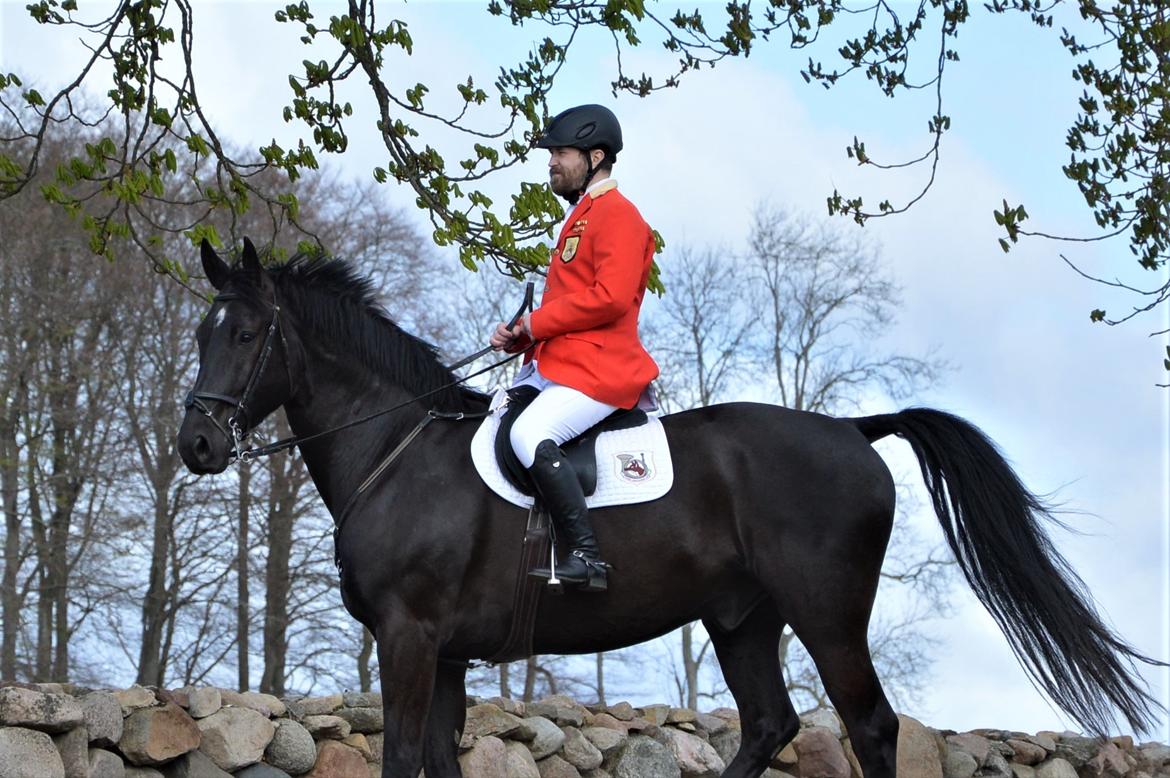 Dansk Varmblod Cheval - Aakjær Gods Odder JJR 2017 - fotos købt af Kathrine Frosted billede 12
