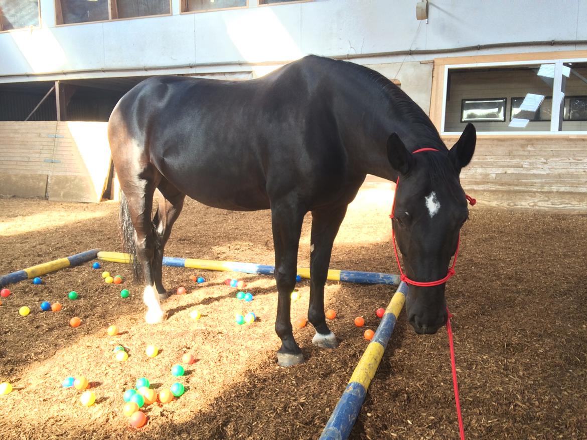 Oldenborg Maggie Tisted - August 2016 billede 39