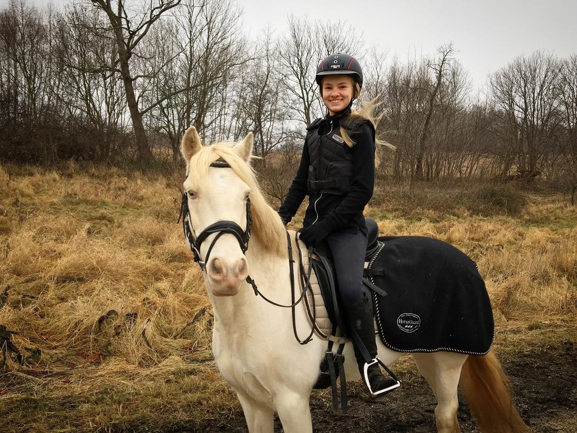 Irsk Sportspony WheellaGover Palmo men bliver kaldt Creamy  billede 1