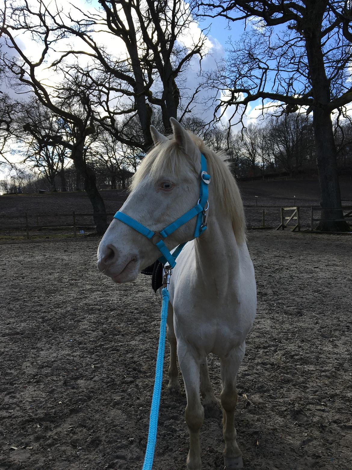 Irsk Sportspony WheellaGover Palmo men bliver kaldt Creamy  billede 2