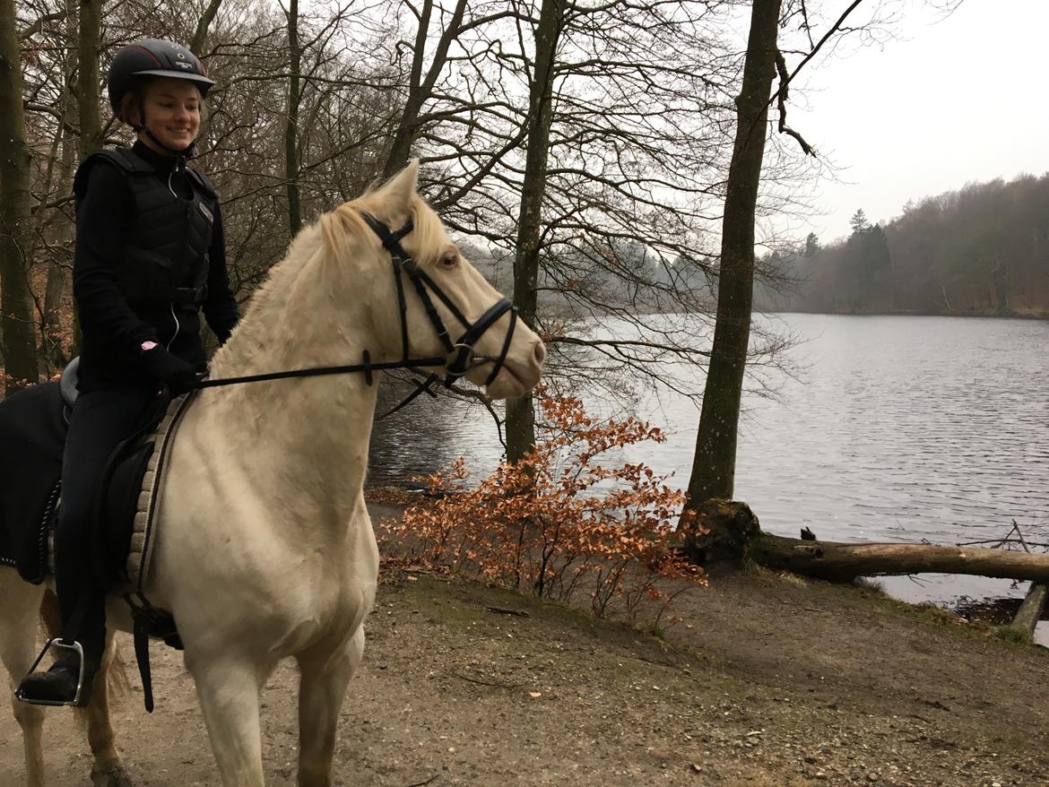 Irsk Sportspony WheellaGover Palmo men bliver kaldt Creamy  billede 7