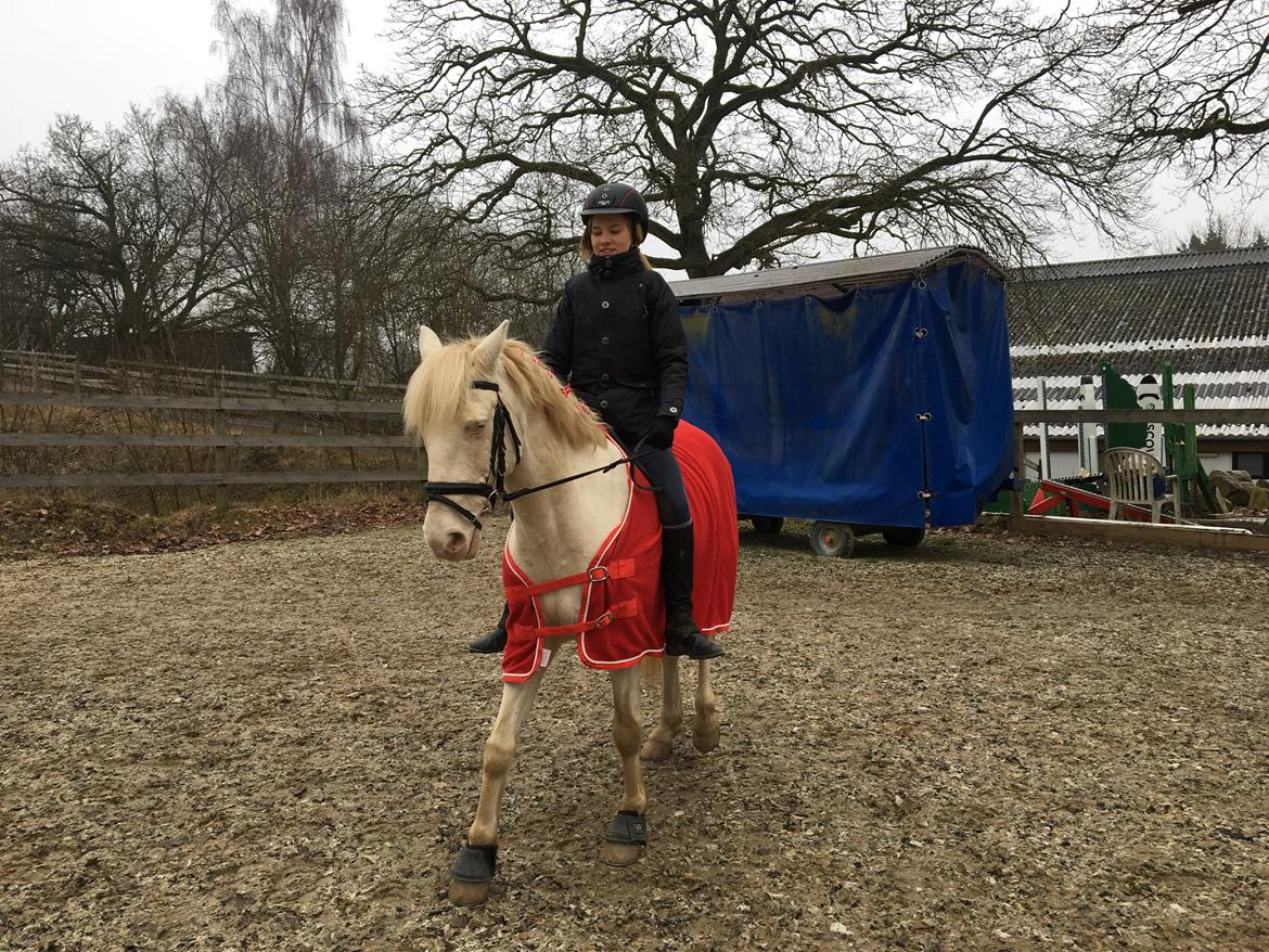 Irsk Sportspony WheellaGover Palmo men bliver kaldt Creamy  billede 3