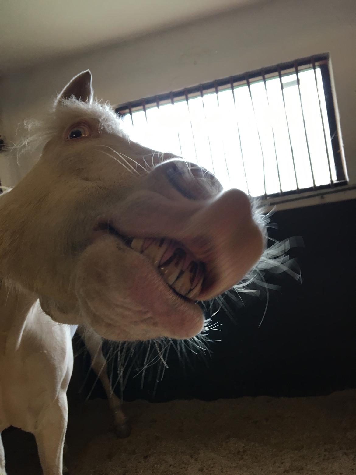 Irsk Sportspony WheellaGover Palmo men bliver kaldt Creamy  billede 6