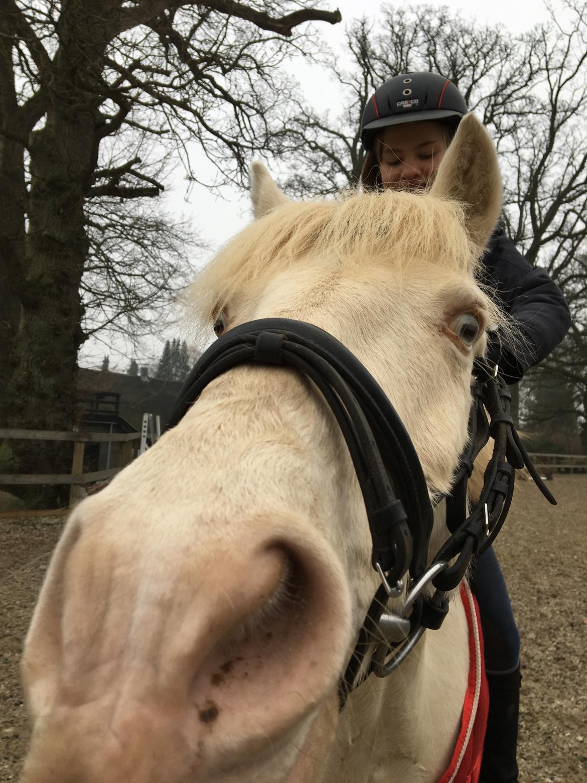 Irsk Sportspony WheellaGover Palmo men bliver kaldt Creamy  billede 5