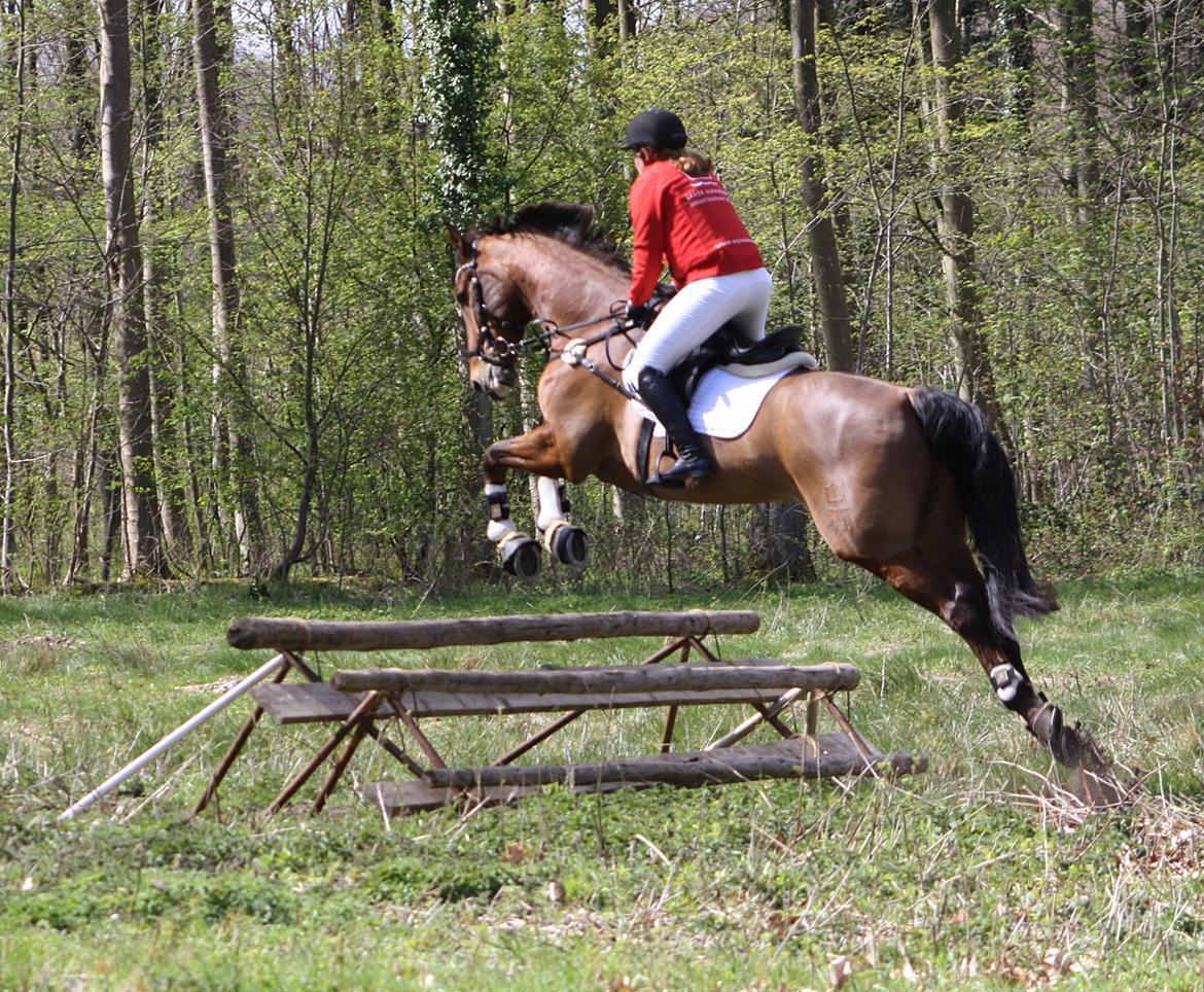 Dansk Varmblod Lillemarkens Cicato - Når der rides jagter bliver der sprunget igennem, både af højder og længder billede 20