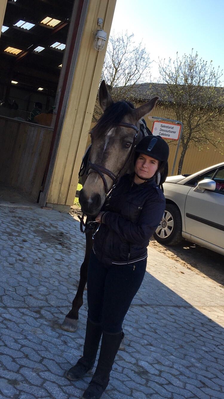 Tysk Oldenburger Libelle Blue billede 14