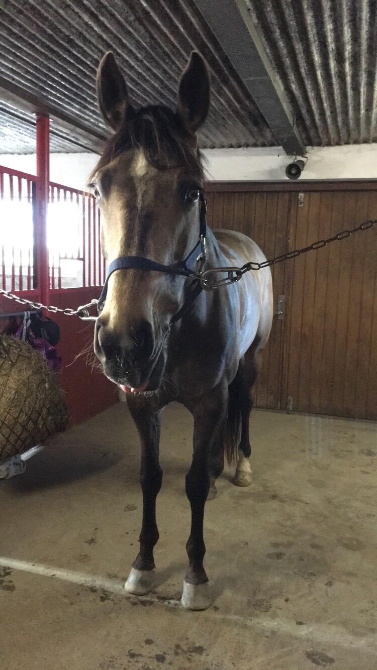 Tysk Oldenburger Libelle Blue billede 12