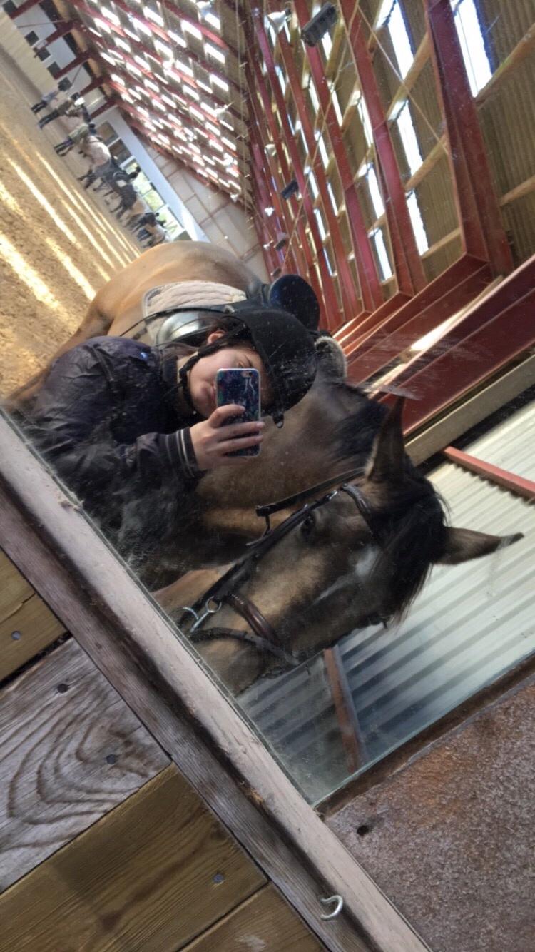 Tysk Oldenburger Libelle Blue billede 16